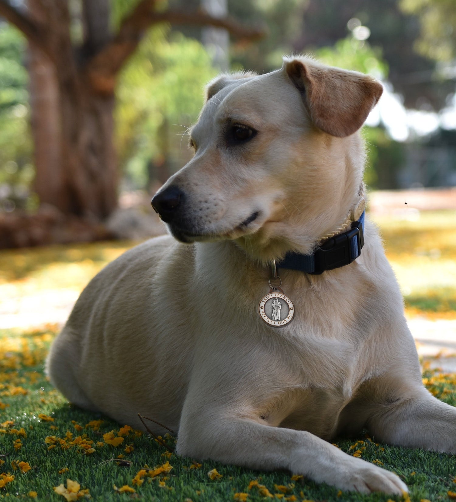 St. Francis and Religious Charms